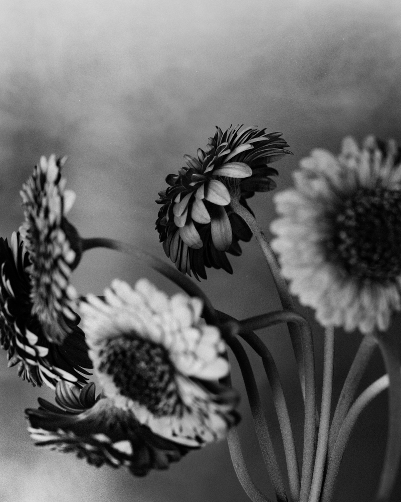 African Daisy - Anthos collection
