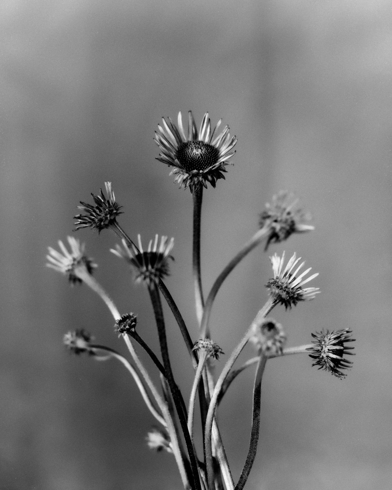 Coneflower - Anthos collection