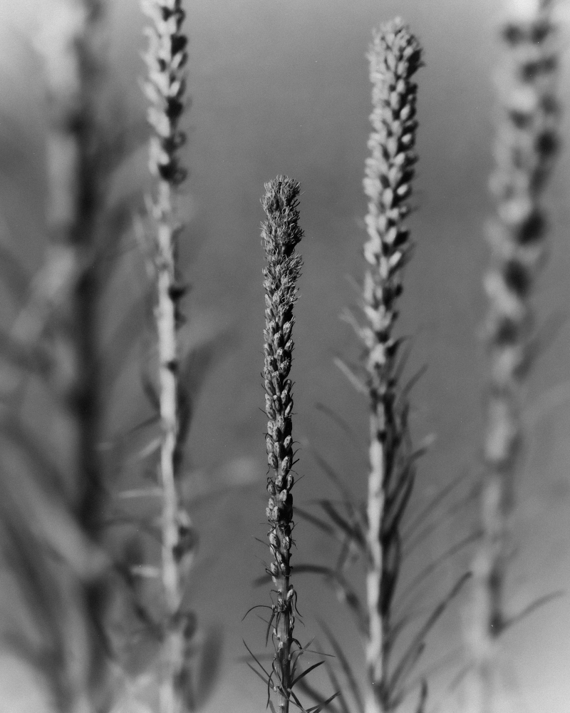 Blazing Star - Anthos collection