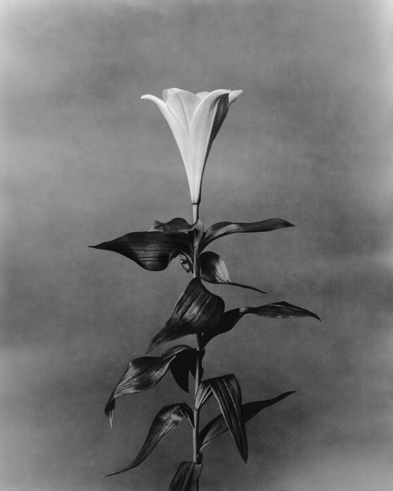 Easter Lily - Anthos collection