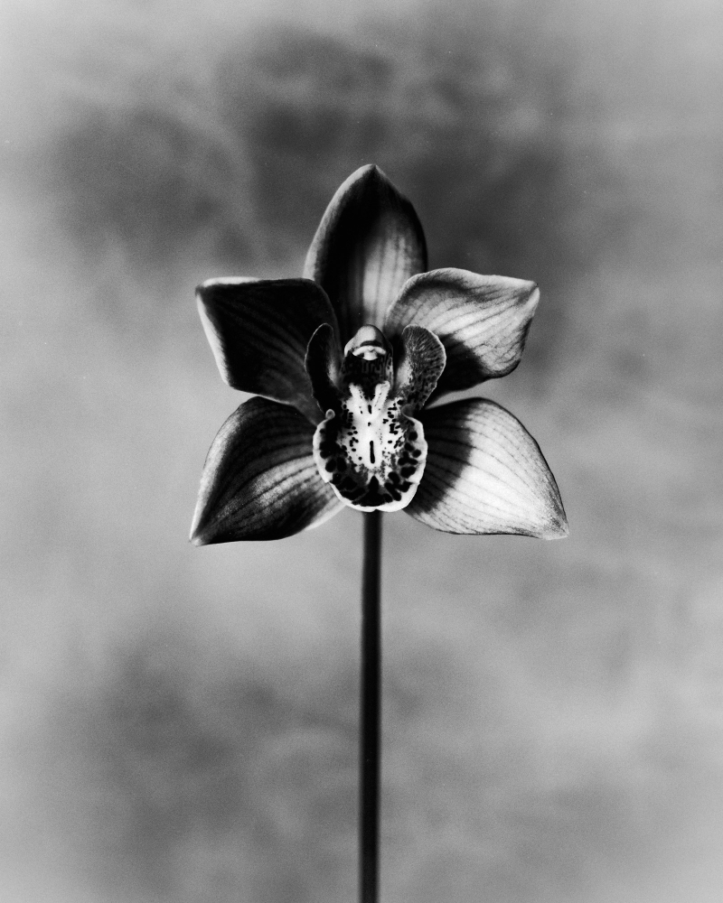 Swamp Lily - Anthos collection