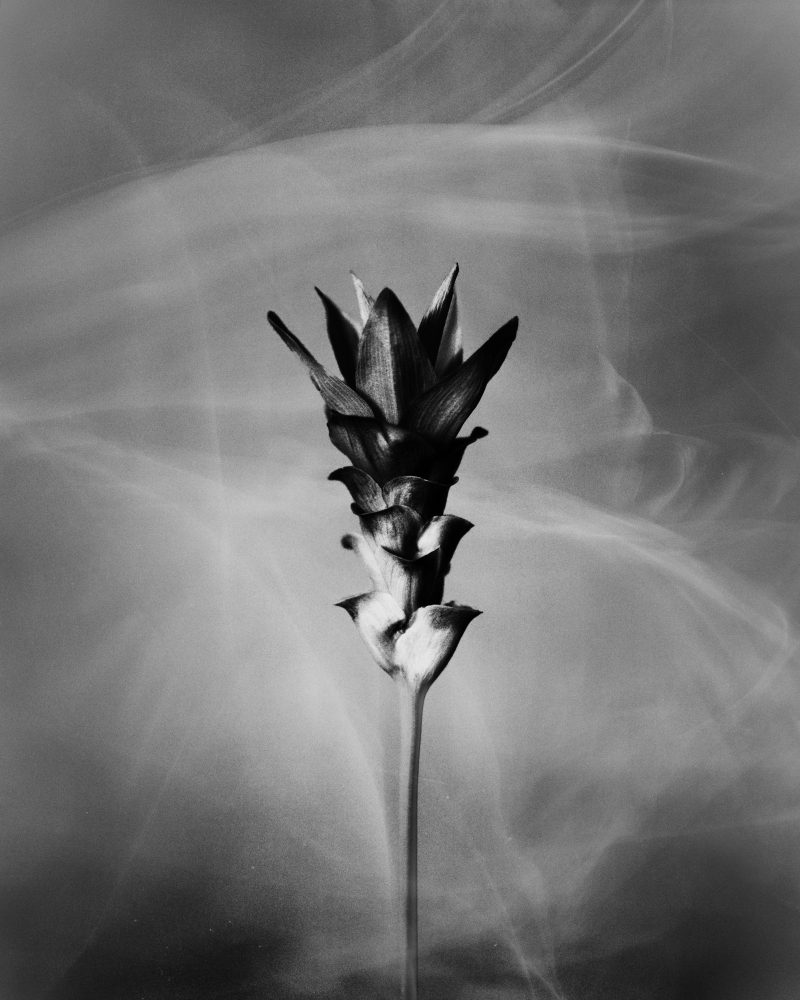 Siam Tulip - Anthos collection