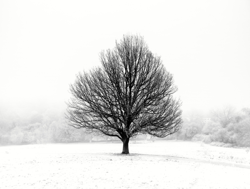 Hampstead Heath