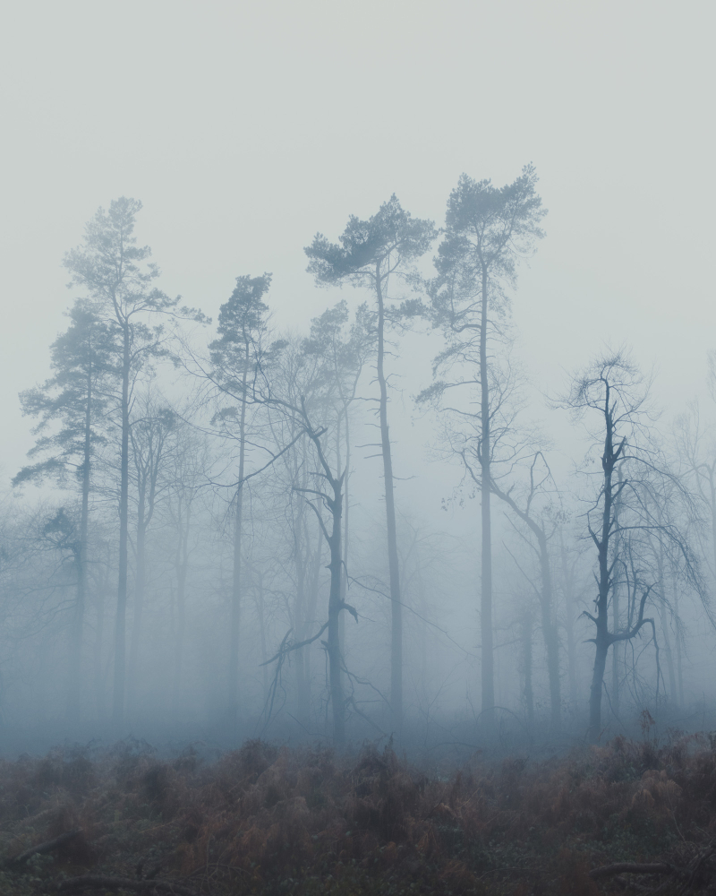 Forest of Dean