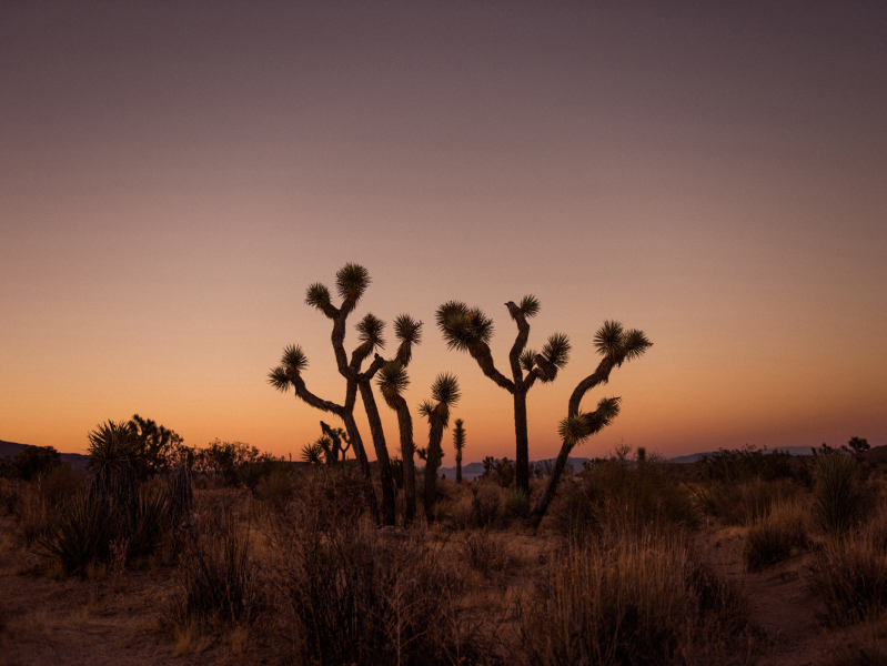 Joshua Tree