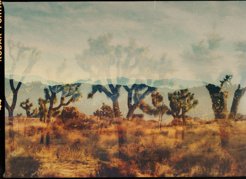Joshua Tree
